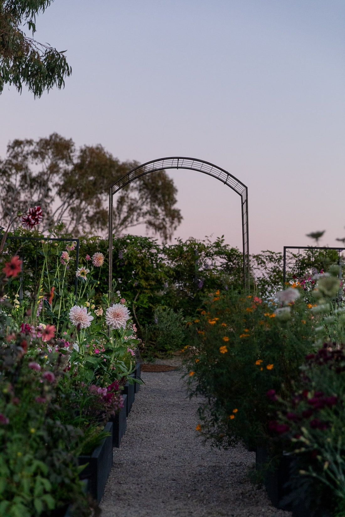 From the Garden: Backyard Blooms