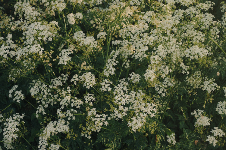 Eternal Blooms