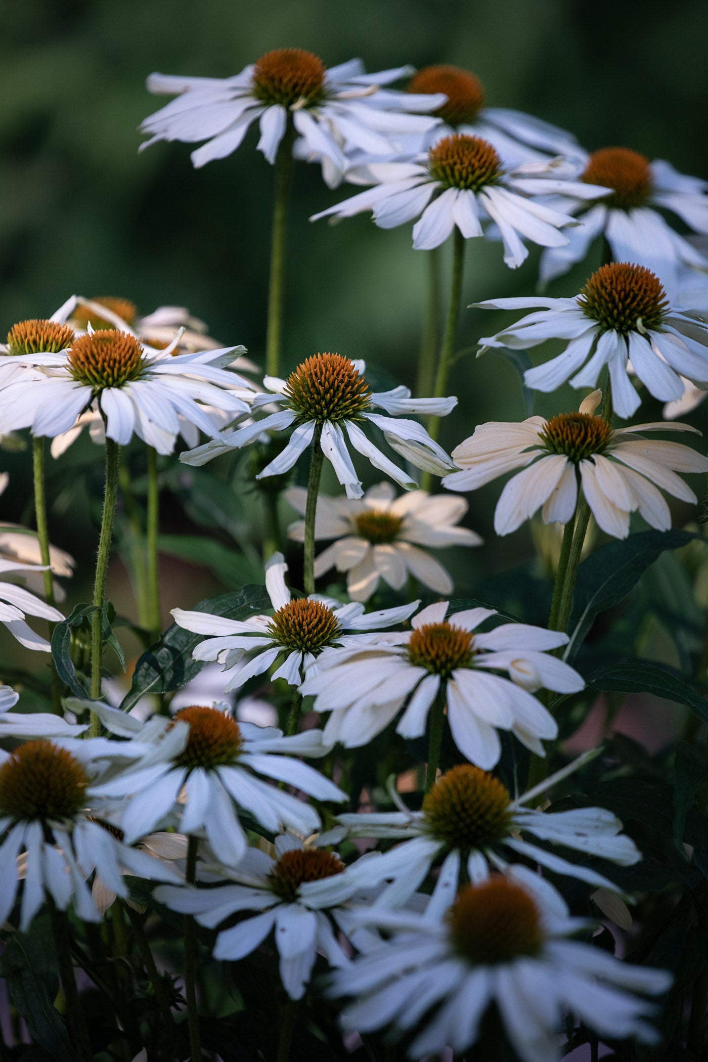 White Swan Coneflowers II