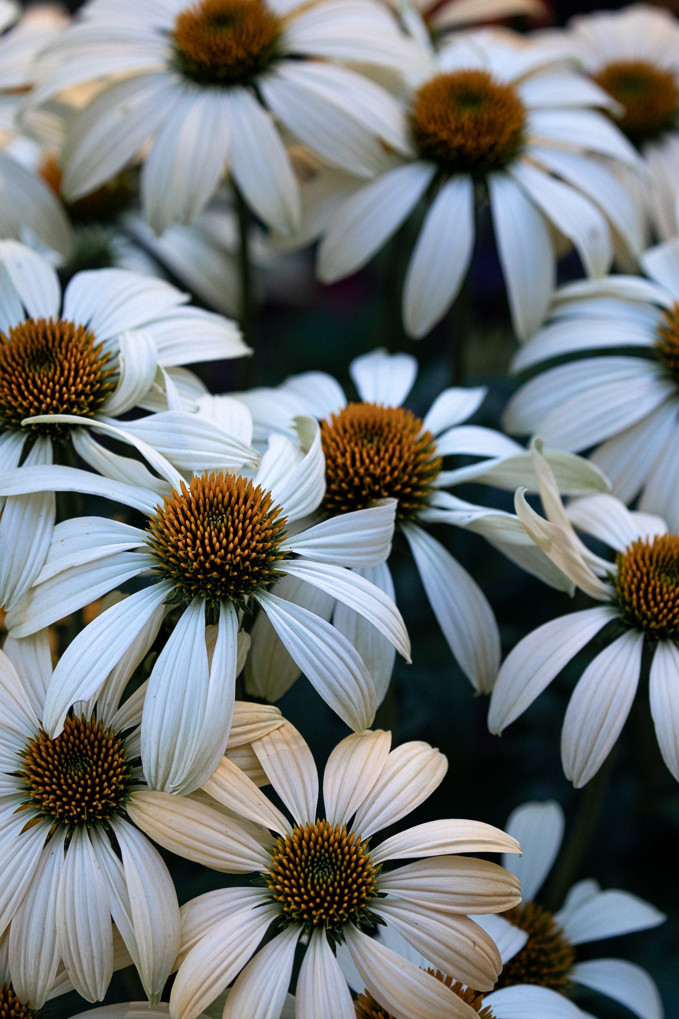 White Swan Coneflowers