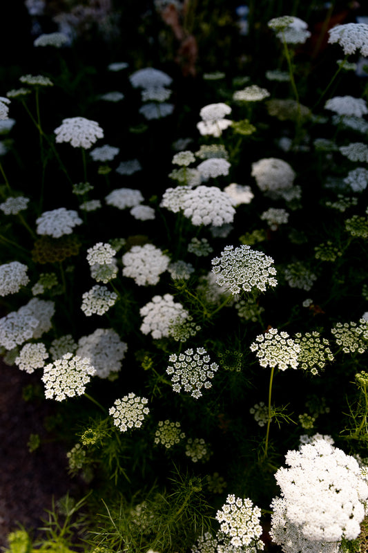 Green Mist Ammi III
