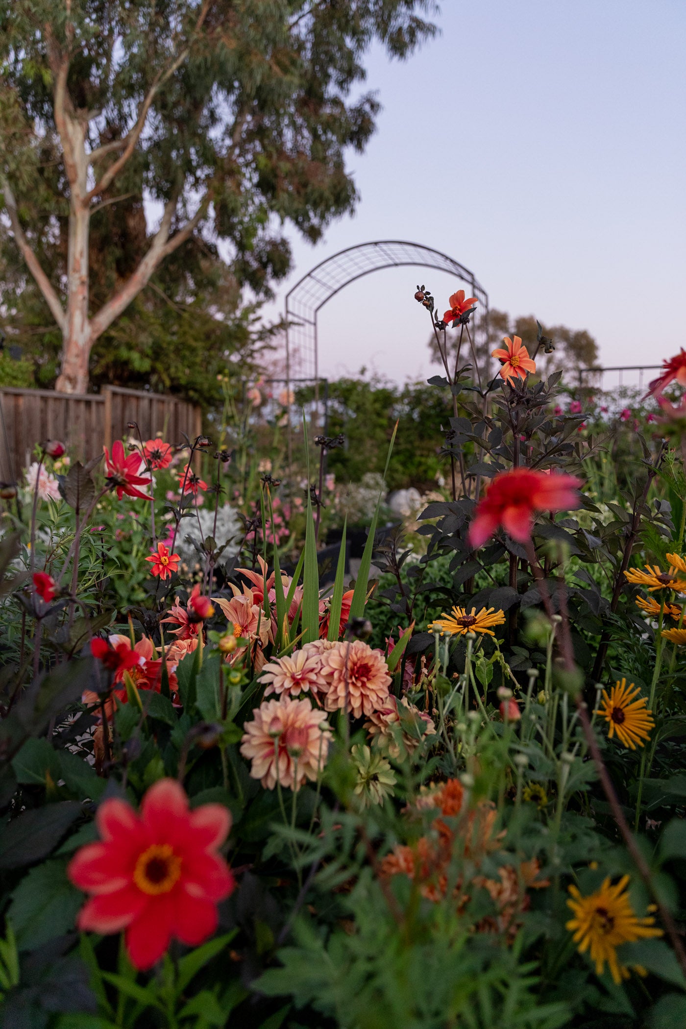 Backyard Bouquet