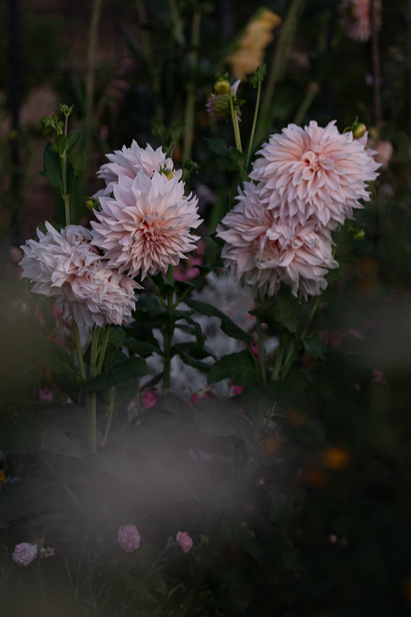 Backyard Bouquet