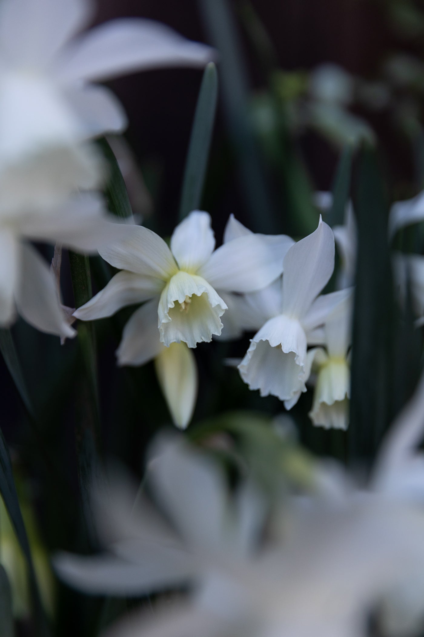 Dance of the Daffodil