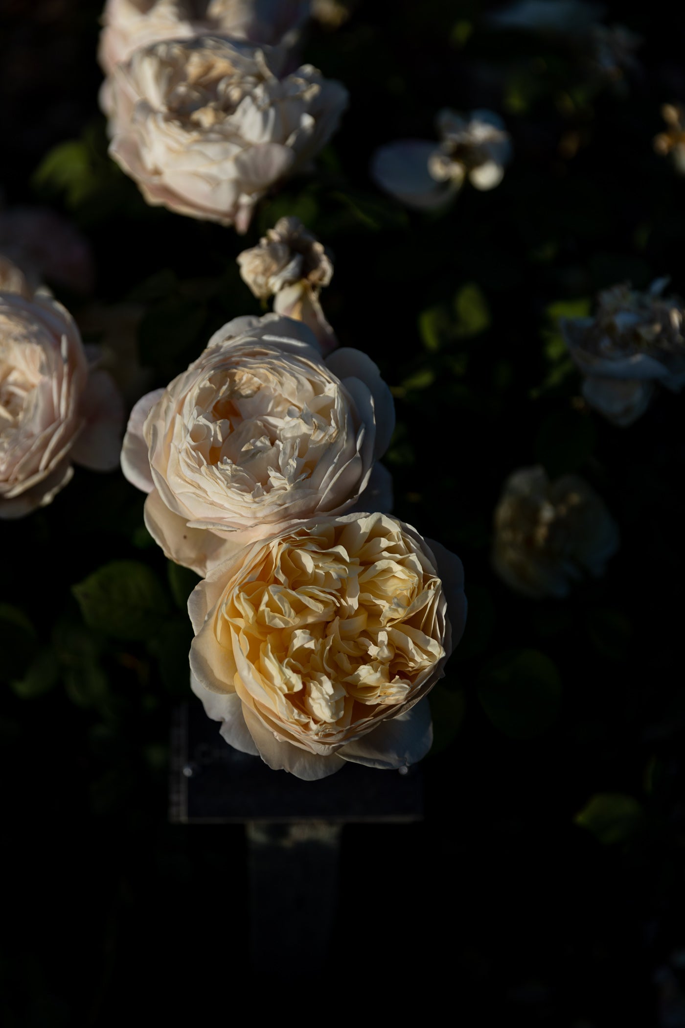 Golden Hour Roses