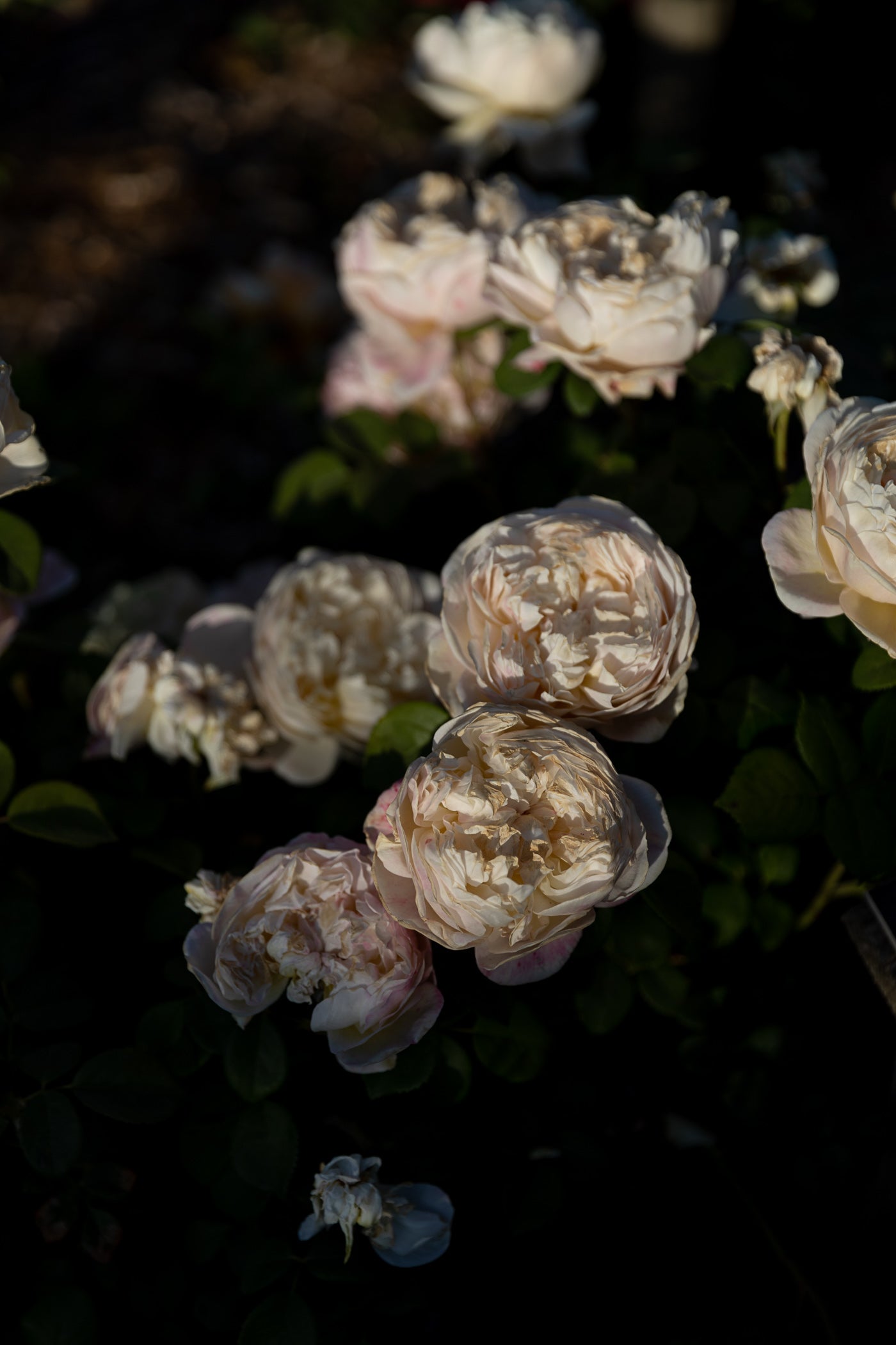 Roses at Dusk