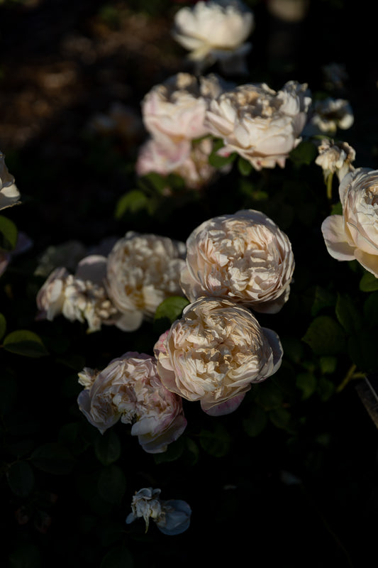 Roses at Dusk