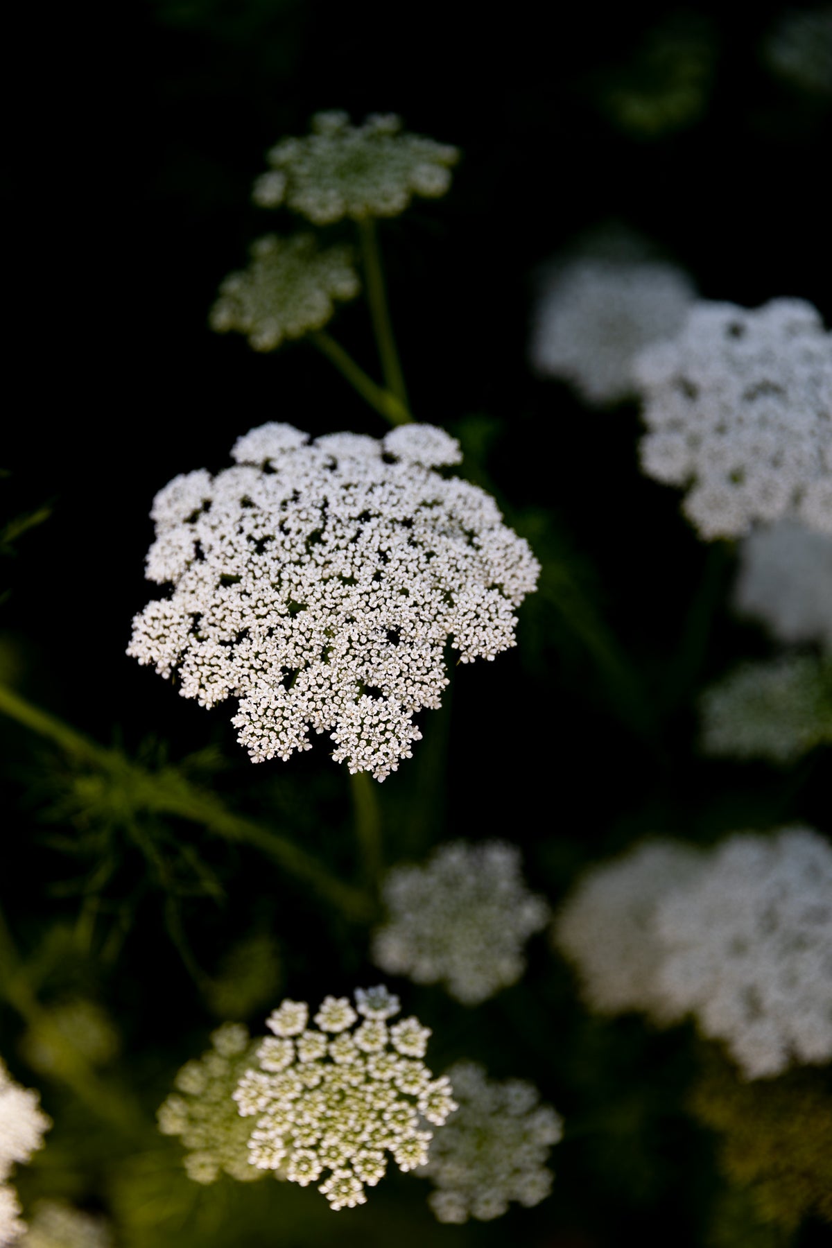 Green Mist Ammi I