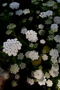 Green Mist Ammi II