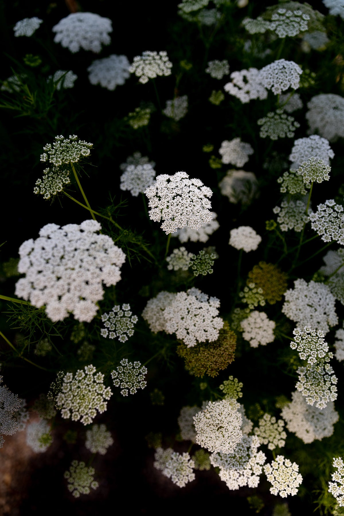 Green Mist Ammi II