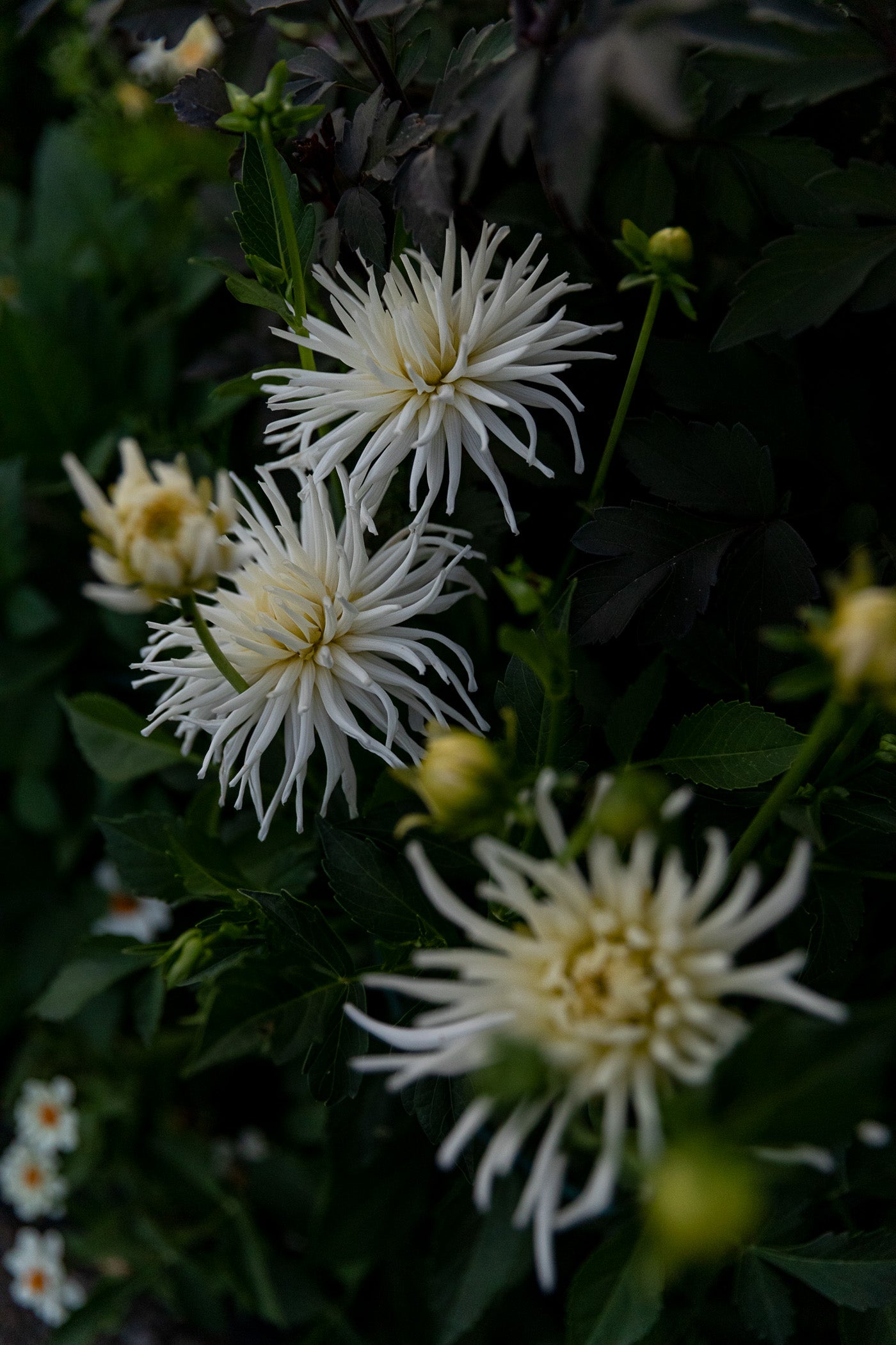 Backyard Bouquet