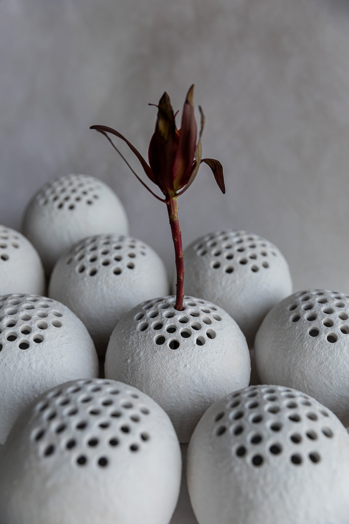 Seed Vessel